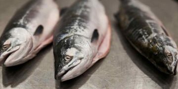 Bu Balığı Haftada İki Kez Tüketen Sonbaharda Yorgunluk Nedir Bilmiyor