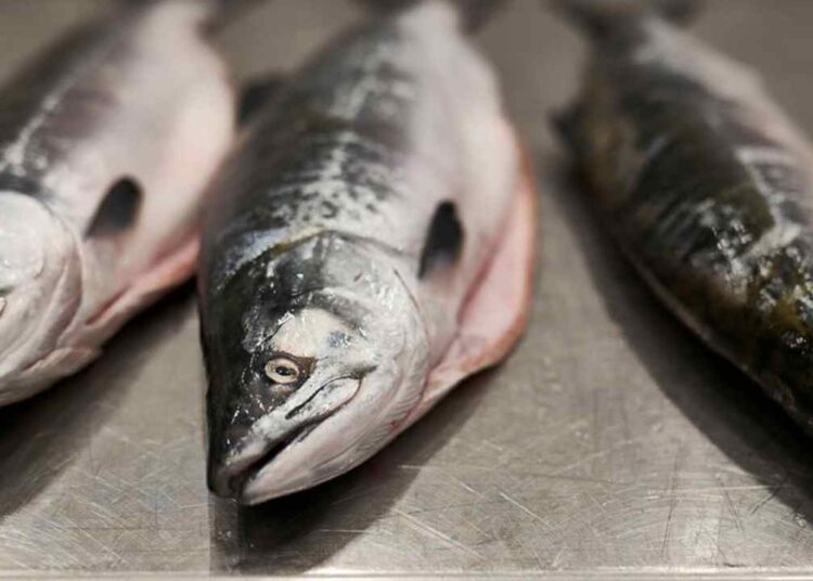 Bu Balığı Haftada İki Kez Tüketen Sonbaharda Yorgunluk Nedir Bilmiyor