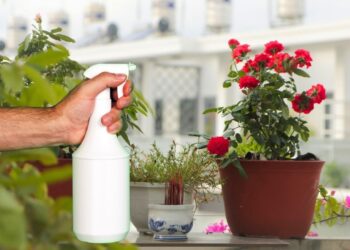 Çiçeklerin kışın donmamasını sağlayan pratik yöntem açıklandı