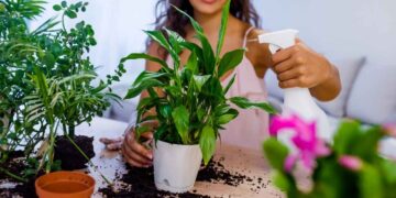 Ev bitkilerini daha uzun süre canlı tutuyorsunuz! 2 dakikanızı alacak