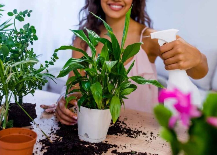 Ev bitkilerini daha uzun süre canlı tutuyorsunuz! 2 dakikanızı alacak