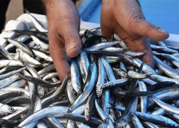Hamsi fiyatları dibe vurdu! Yüzde 60 ucuzladı