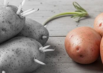 Patatesler filizlenmeden aylarca dayanıyor, sırrı basit bir uygulamada saklı