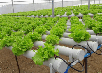 Pazarda 60 TL’ye Satılıyor! Evde 40 Günde Saksıda Topraksız Yetişiyor ve Maliyeti Yok Denilecek Kadar Az