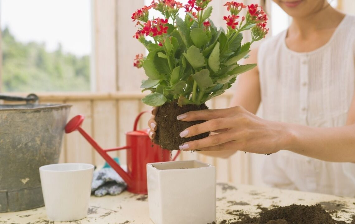 Saksı toprağına eklenince bitkiler hemen çiçek açıyor