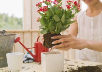 Saksı toprağına eklenince bitkiler hemen çiçek açıyor