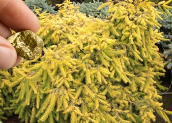 Yolda görürseniz kontrol edin! Yapraklarında altın bulunduran ağaç türü